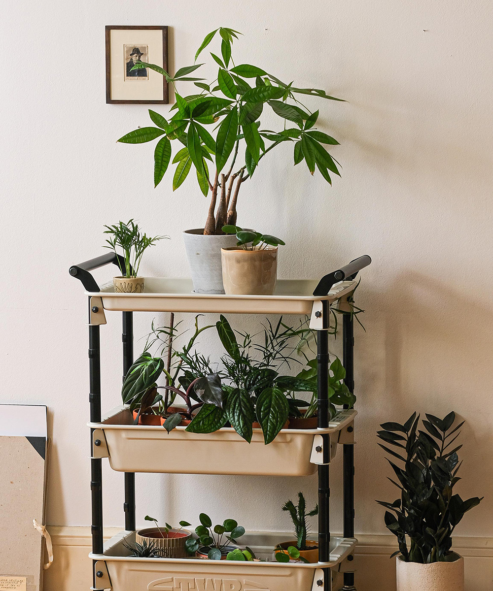 Indoor Zen
