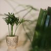 Houseplants: From Spring to Winter