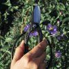 Nůžky Ikebana Black Toyama Hamono T-9